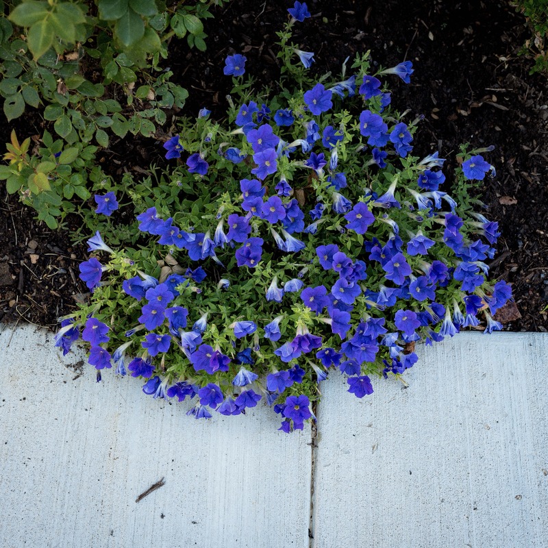 Vibrant Blossoms in the Corner