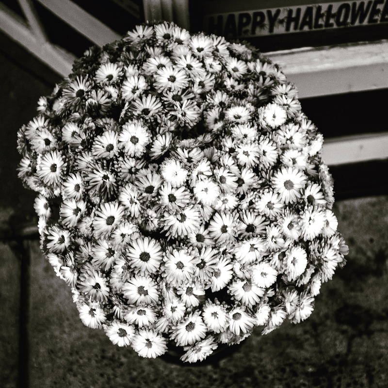 Monochrome Blossom Bounty