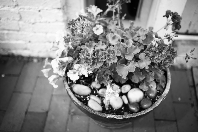 Monochrome Garden Serenity