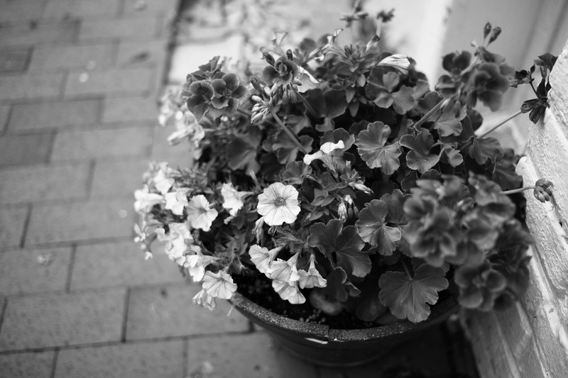 Blossoms in Monochrome
