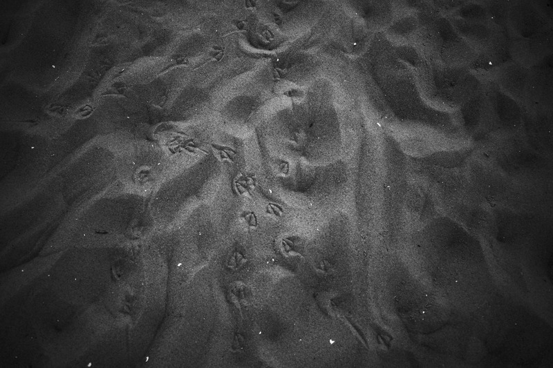 Whispers of the Sand