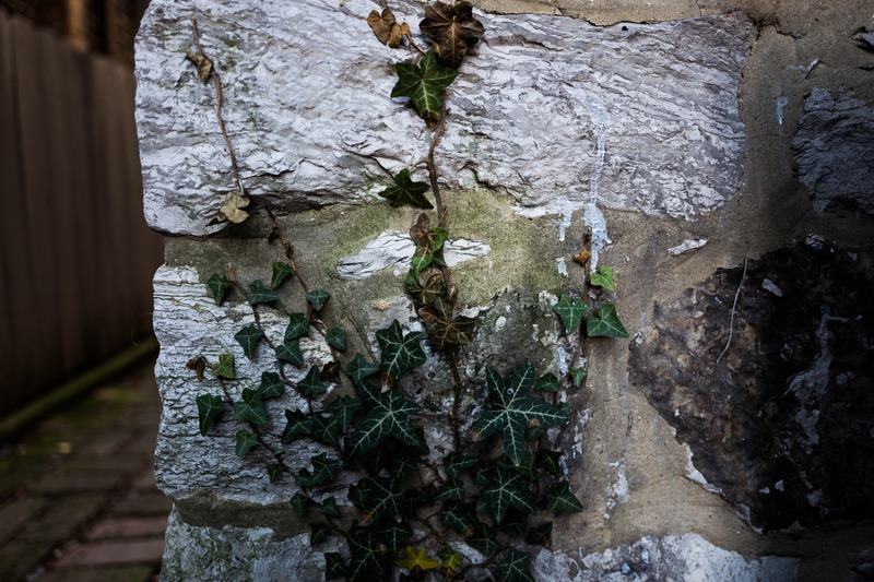 Nature's Embrace on Stone