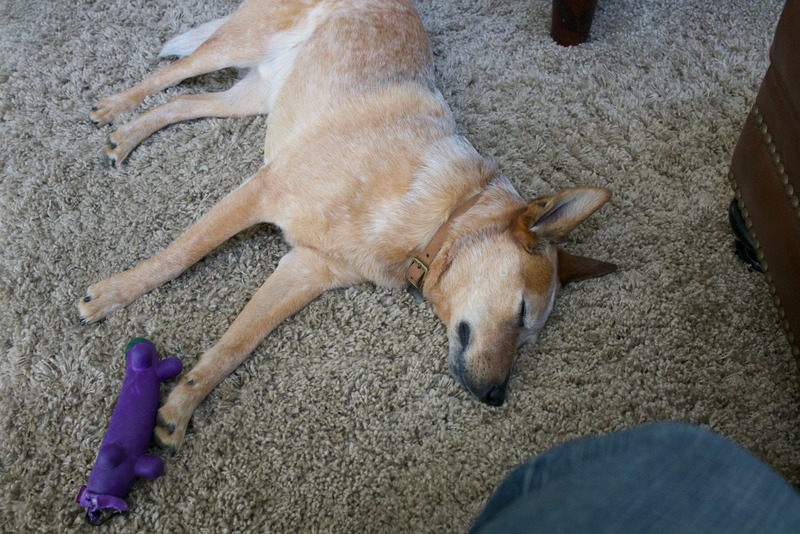 Peaceful Canine Slumber