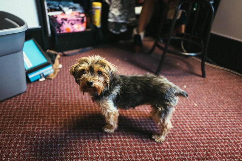 Curious Companion in a Cozy Space