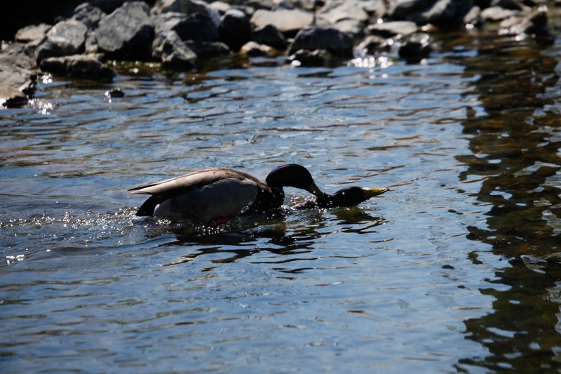 Ducks on a Serene Surface