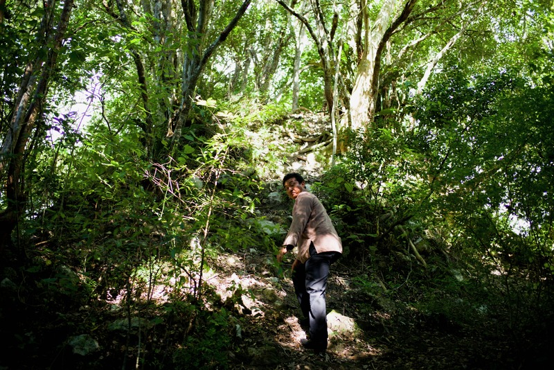 Journey Through Greenery