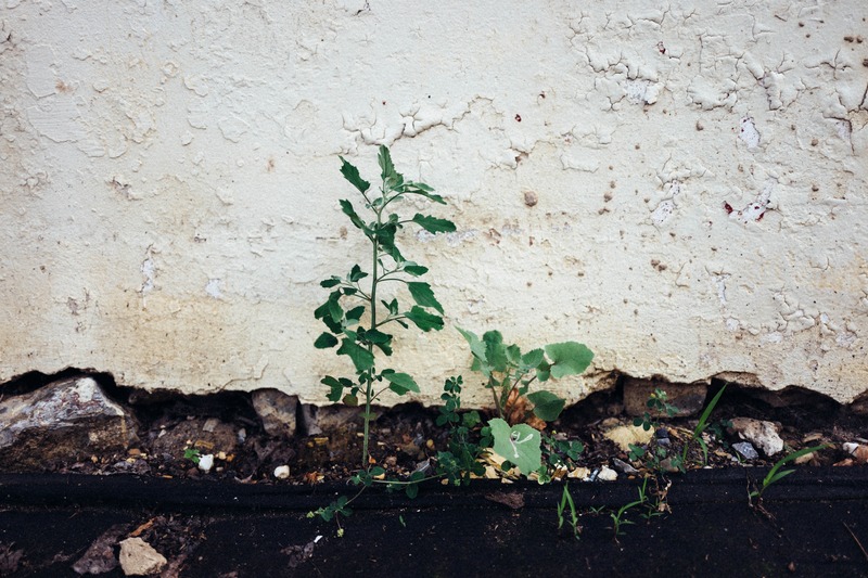 Resilience in Urban Decay