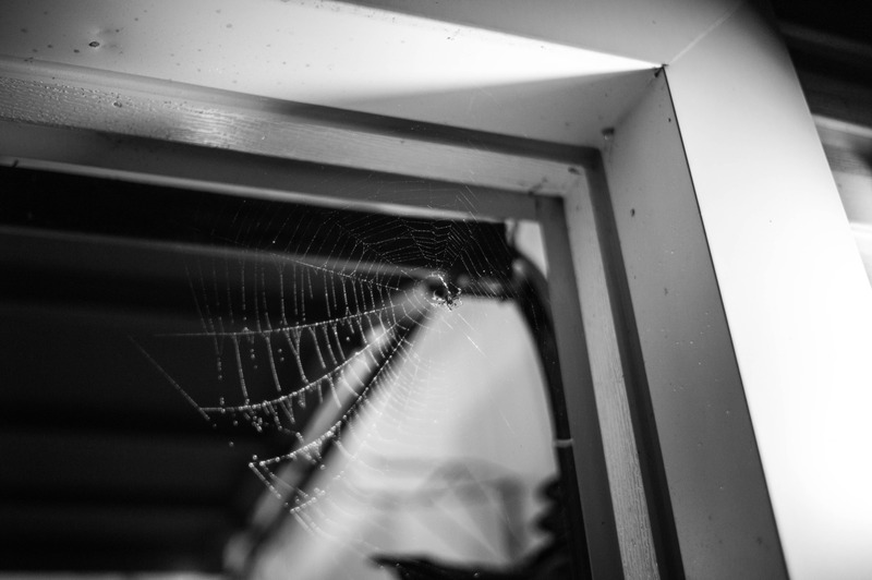 Webbing Dreams