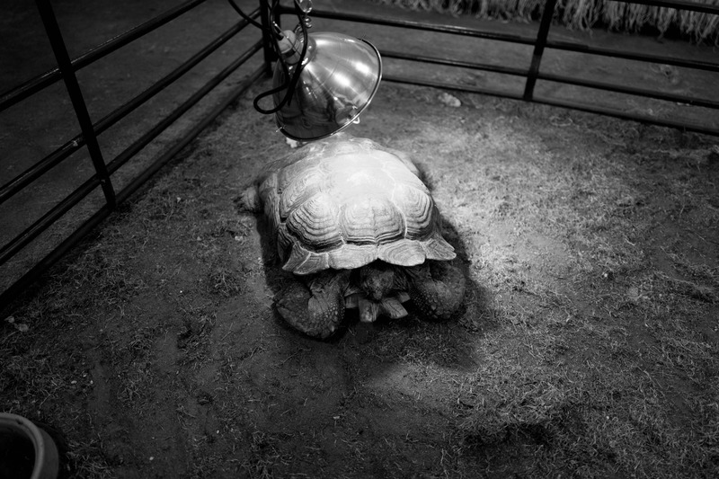 Tortoise Underneath a Lamp