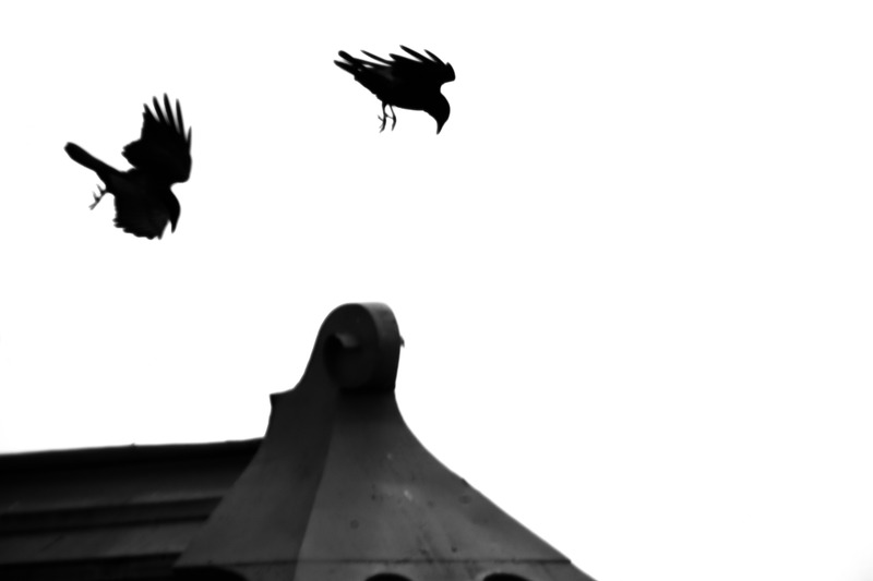 Crows in Flight