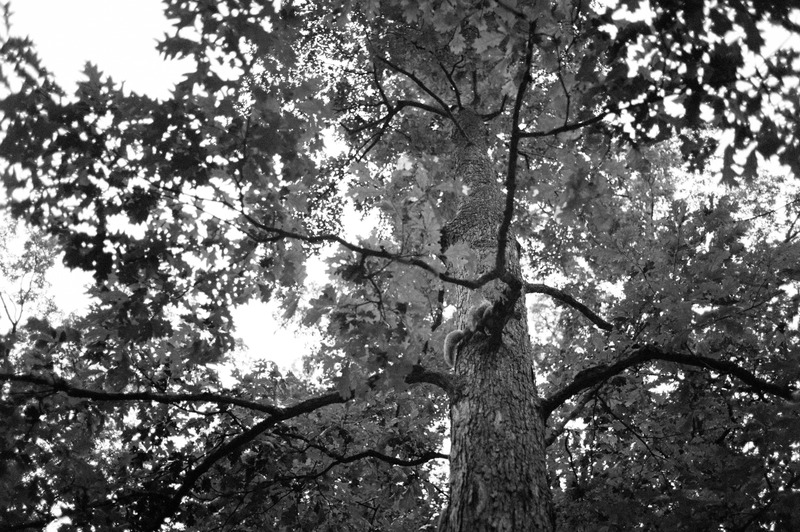 Reaching for the Sky