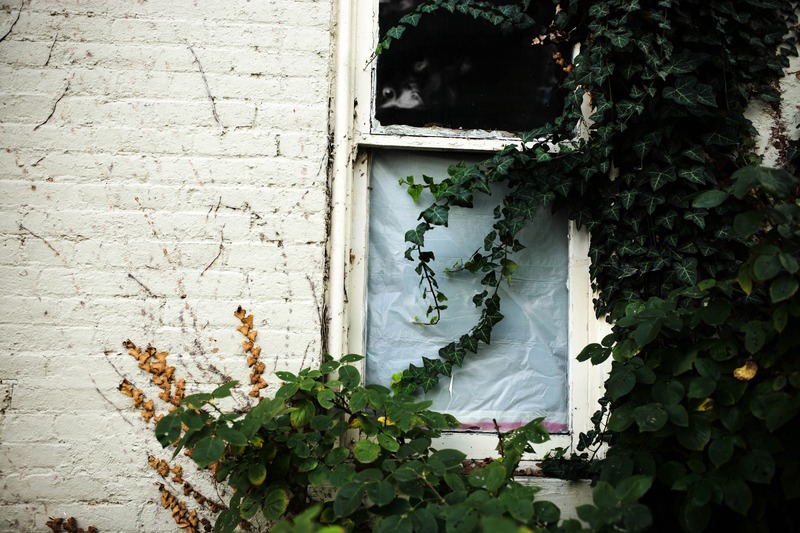 Nature reclaiming space