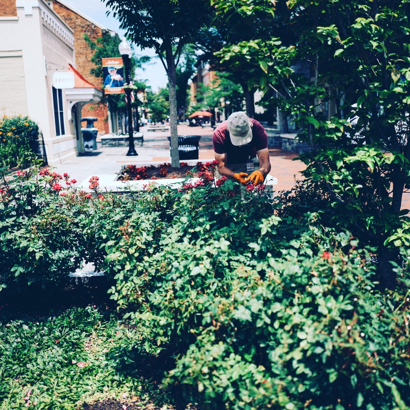 Cultivating Beauty in Bloom