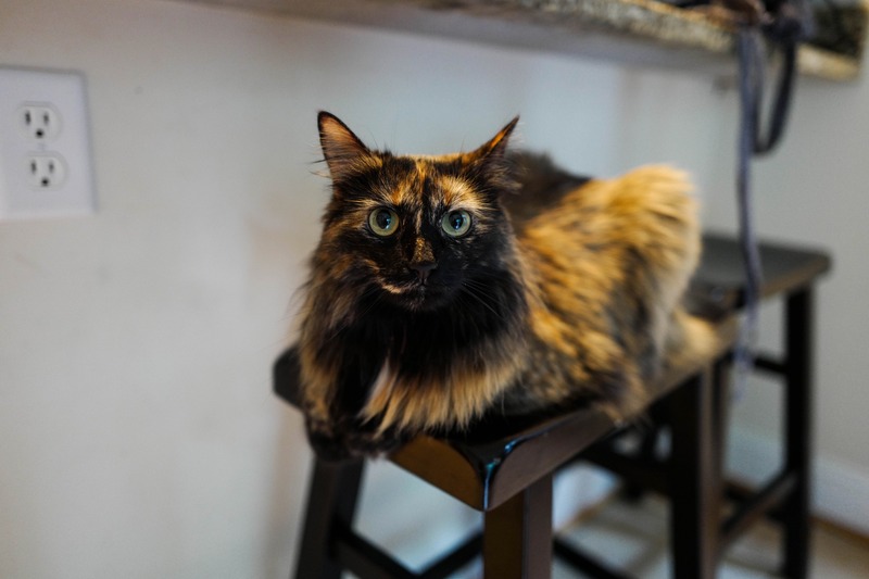 Curious Cat Portrait