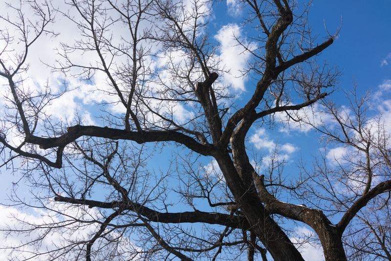 Reaching for the Sky