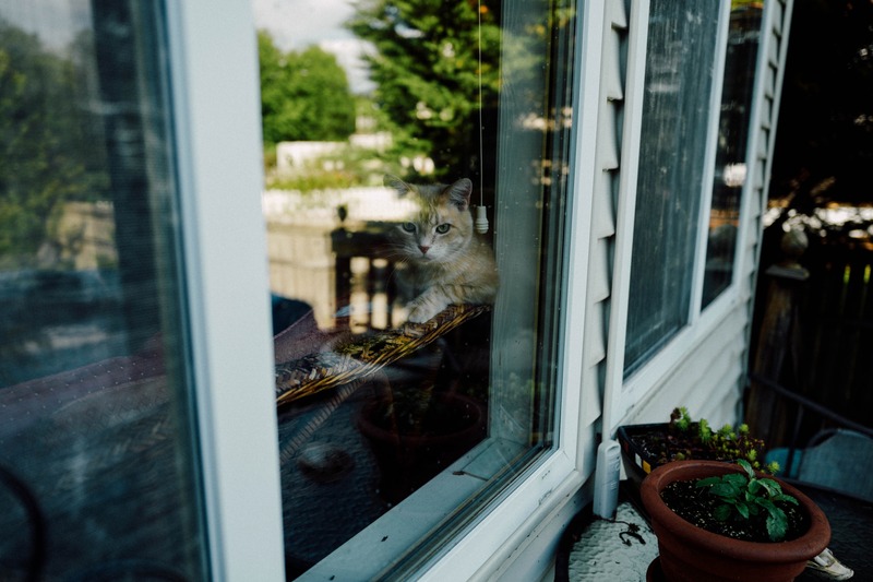 Curious Observer Behind Glass