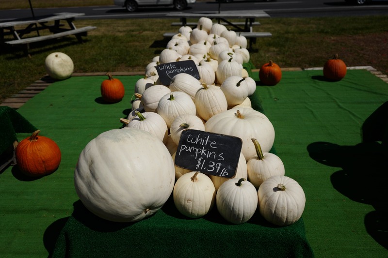 Harvest of White Pumpkins