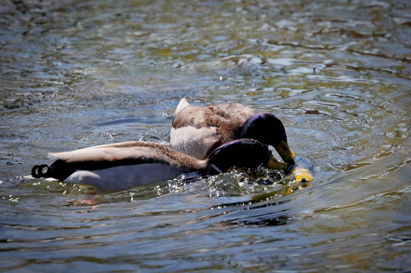 Ducks in a Feeding Frenzy