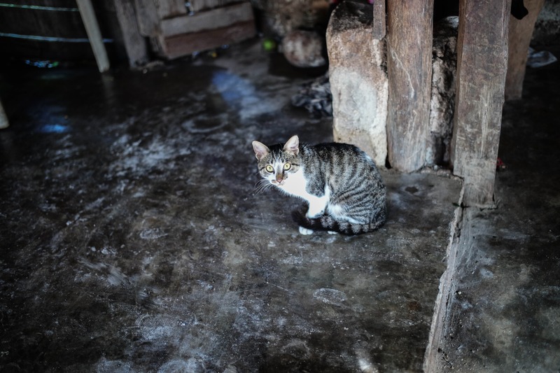Curious Cat in Shadows