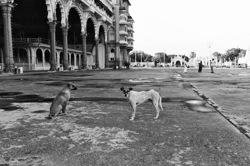 Quiet Companions in Contrast