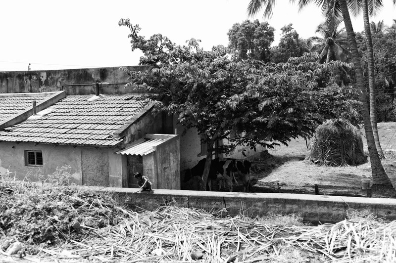 Rural Serenity in Monochrome