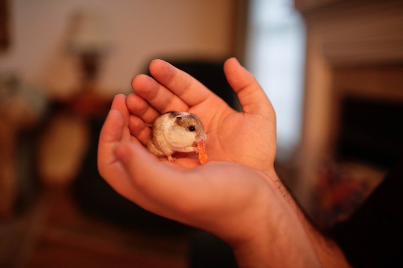 Gentle Companionship