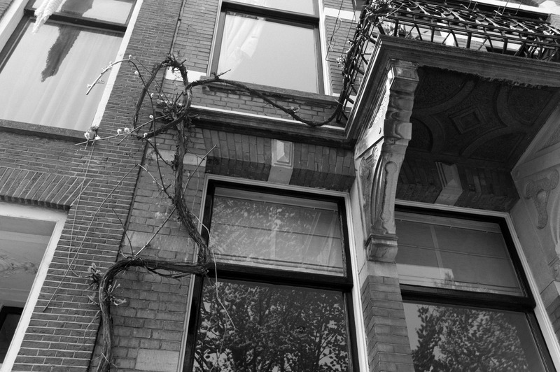 Urban Nature's Embrace