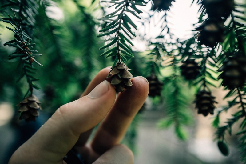 Nature's Tender Touch