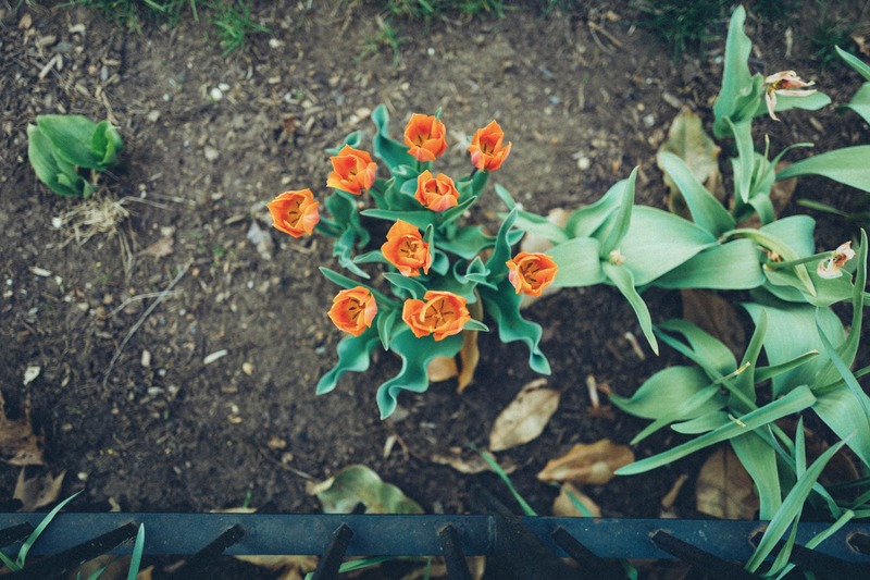Vibrant Tulip Top View