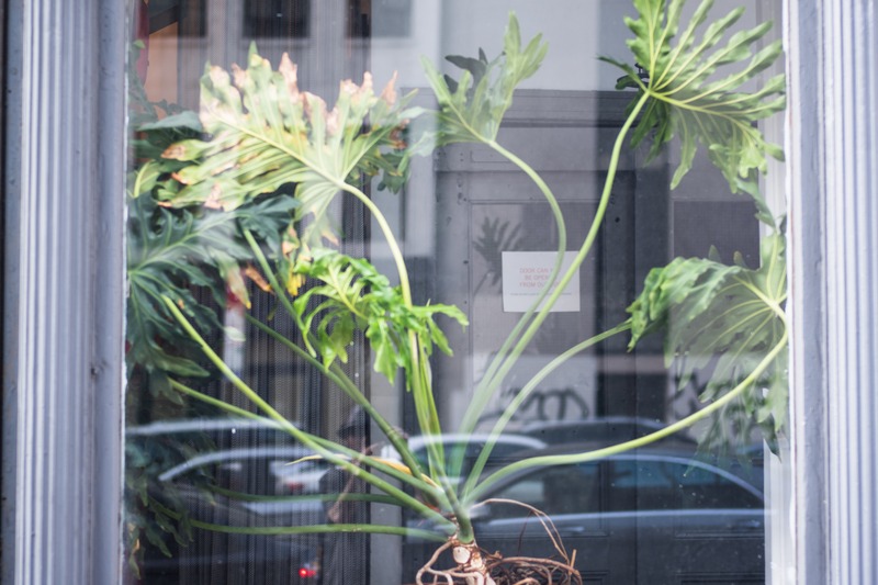 Urban Plant Interlude