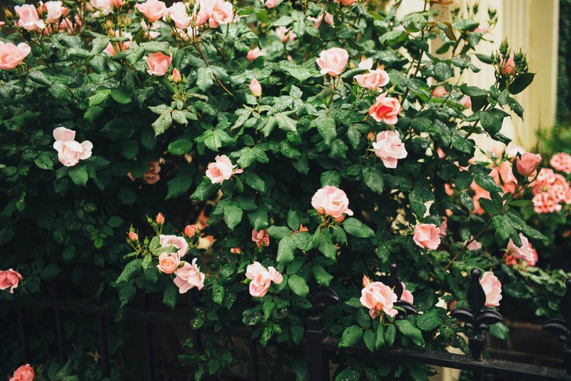 Blooming Roses After Rain