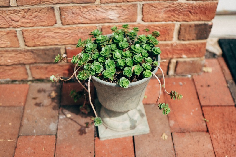 Green Serenity in Brick
