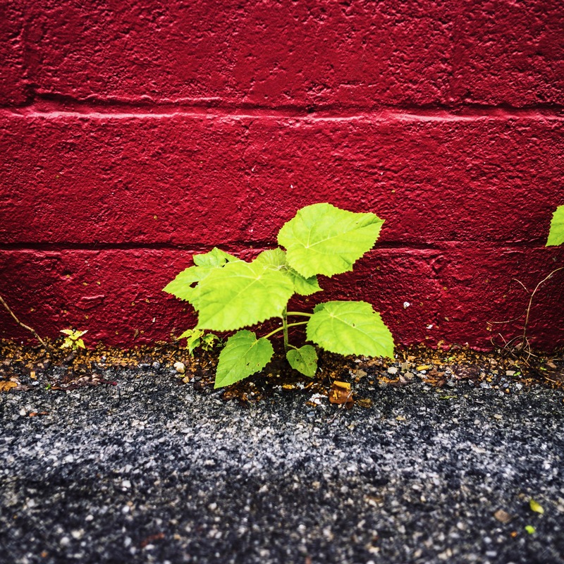 Resilience Against the Wall