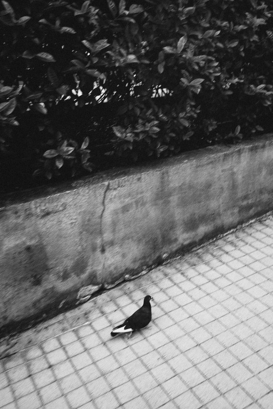 Solitary Bird on Paved Path