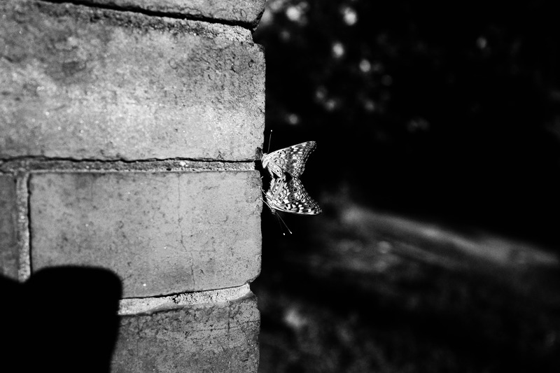 Butterfly's Quiet Embrace