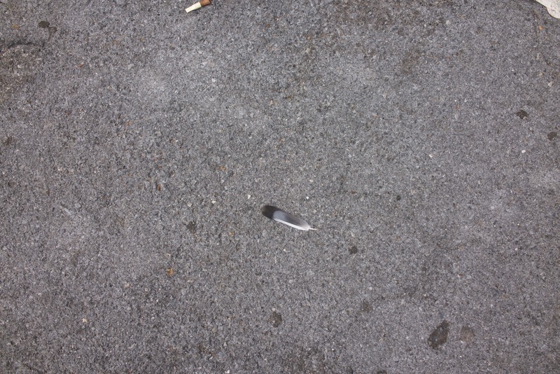 Solitary Feather