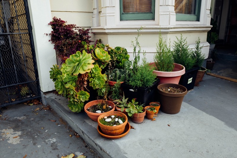 Urban Greenery Oasis