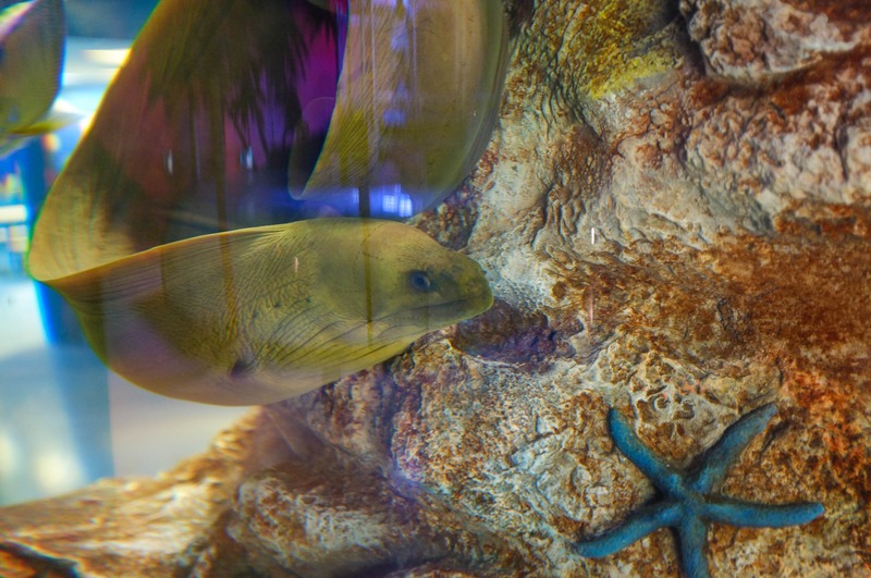 Underwater Curiosity