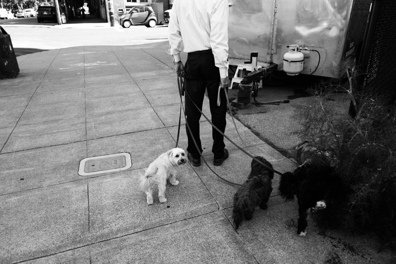 Urban Canine Companionship