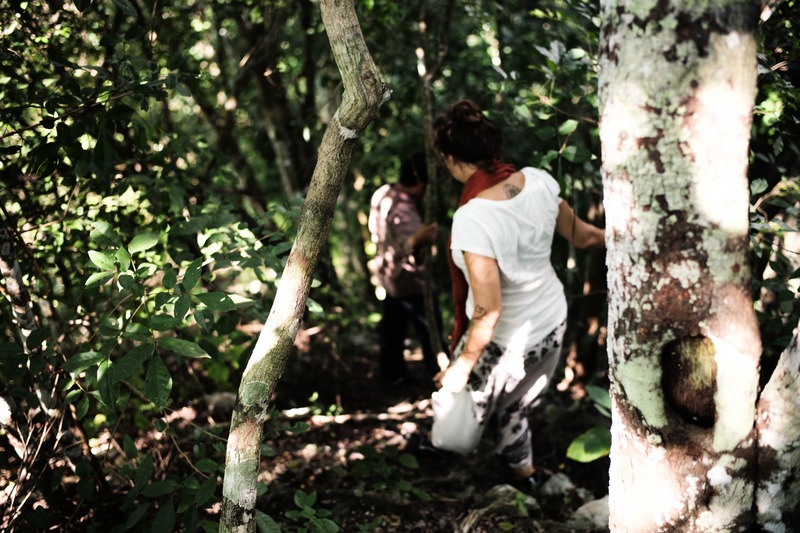 Journey Through the Lush Trail
