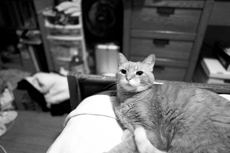 Serene Feline Observations