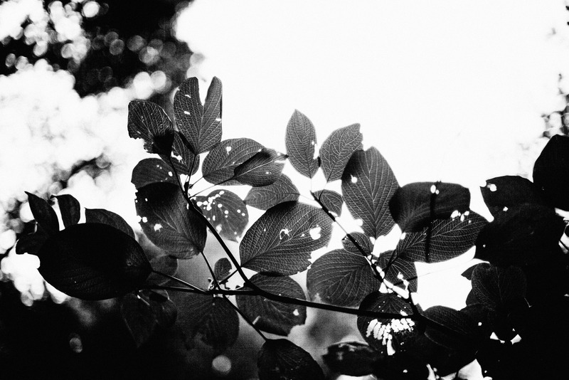 Silhouette of Nature