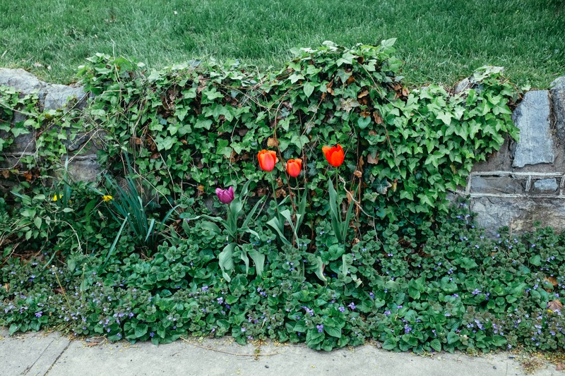 Vibrant Floral Harmony