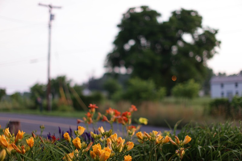 Serene Blossom at Dusk