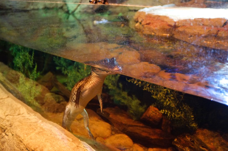 Underwater Glimpse of a Crocodile