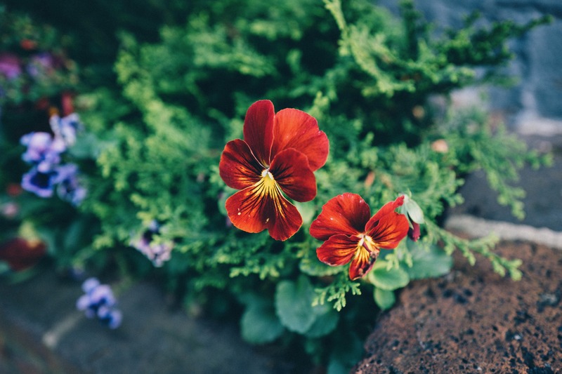 Vibrant Floral Contrast