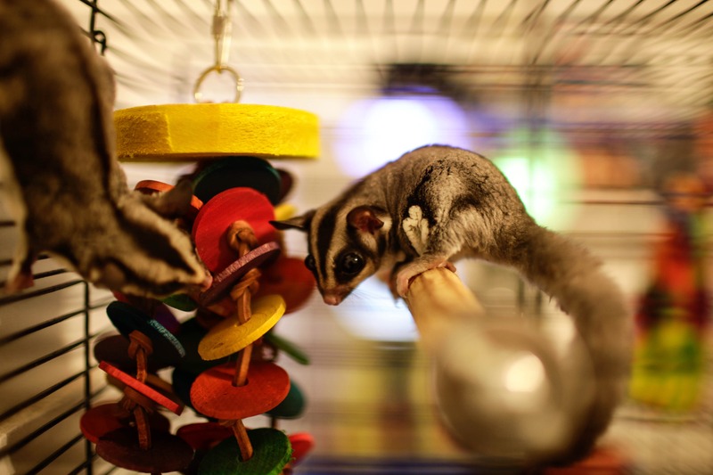 Playful Sugar Glider Moment