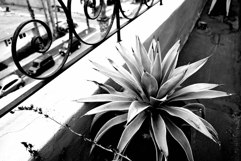 Urban Greenery in Monochrome