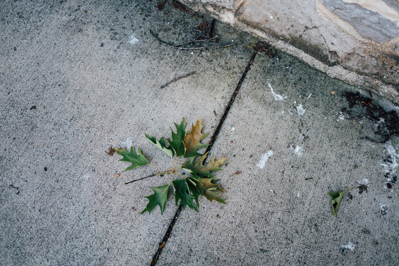 Solitude of a Fallen Leaf