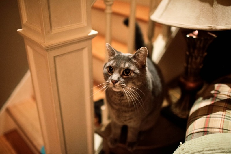 Curious Cat in Soft Light